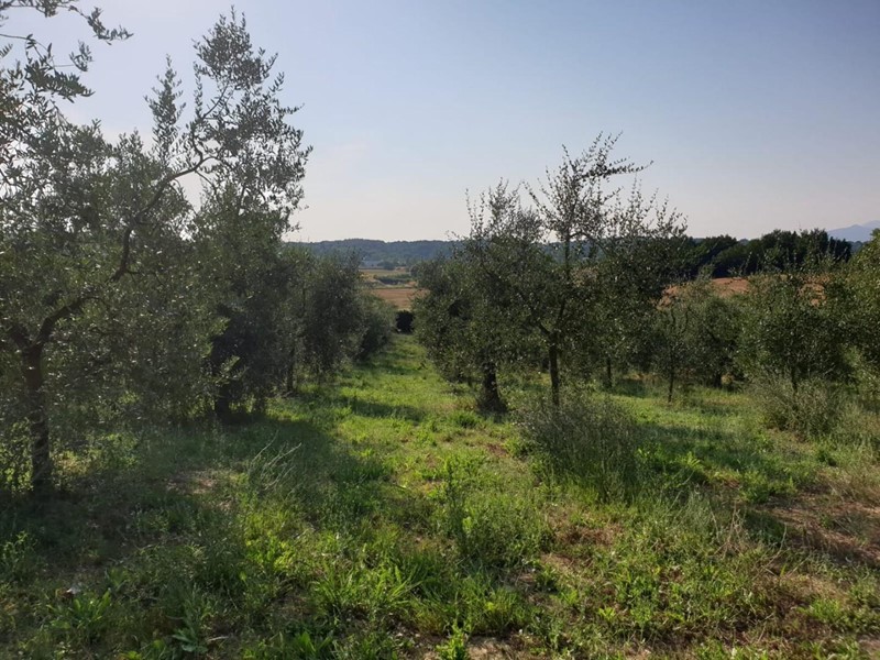 Terreno agricolo in Vendita a Capannoli, zona San Pietro In Belvedere, 15'000€, 3480 m²