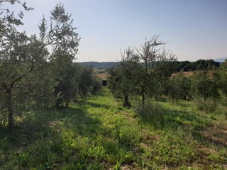 Terreno agricolo in Vendita a Capannoli, zona San Pietro In Belvedere, 15'000€, 3480 m²