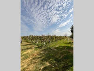 Terreno agricolo in Vendita a Crespina Lorenzana, zona Cenaia, 39'000€, 10000 m²