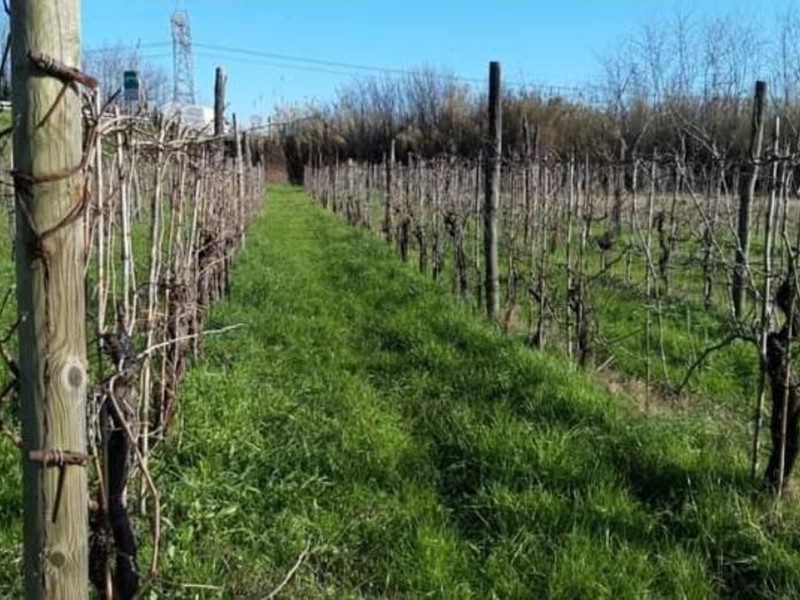 Terreno agricolo in Vendita a Sarzana, 16'000€, 2900 m²
