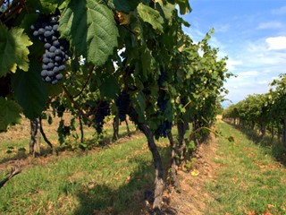 Terreno agricolo in Vendita a Vecchiano, zona Nodica, 10'000€, 1800 m²