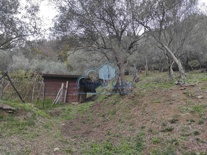 Terreno agricolo in Vendita a Luni, zona Casano Alto, 40'000€, 9000 m²