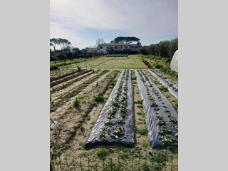 Terreno agricolo in Vendita a Pisa, zona Ospedaletto, 30'000€, 3800 m²