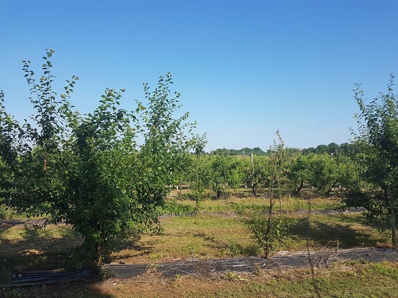 Terreno agricolo in Vendita a Valeggio sul Mincio, 165'000€, 33000 m²