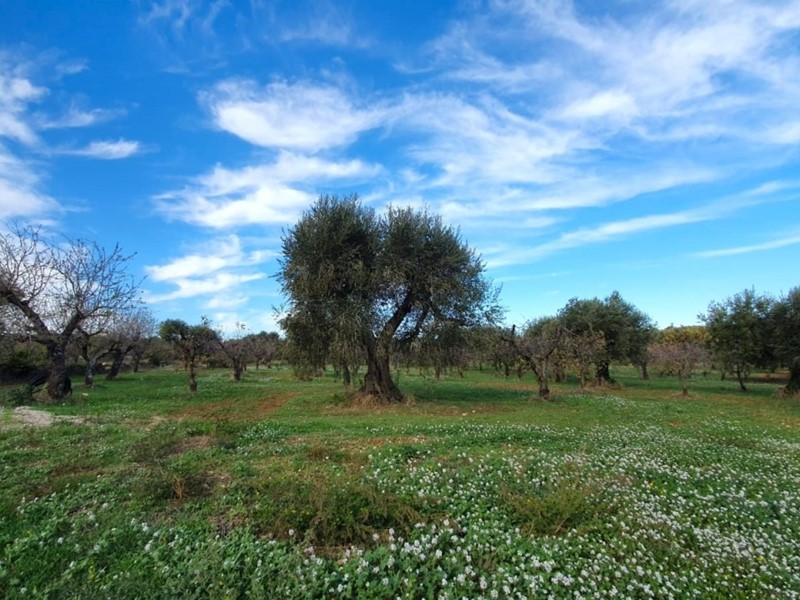 Terreno agricolo in Vendita a Polignano a Mare, 65'000€, 12423 m²