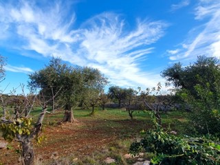 Terreno agricolo in Vendita a Polignano a Mare, 65'000€, 12423 m²