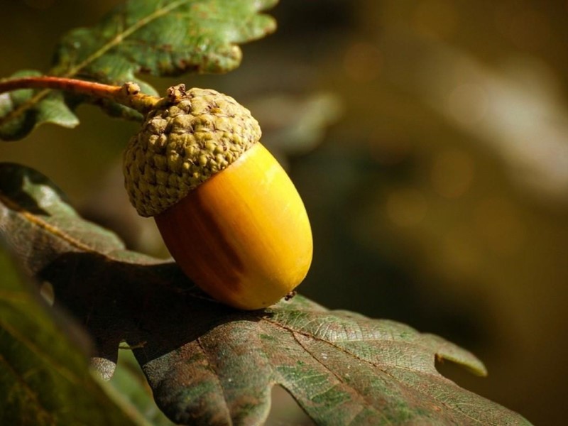 Terreno agricolo in Vendita a Bientina, zona Santa Colomba, 60'000€, 60000 m²
