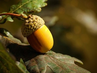 Terreno agricolo in Vendita a Bientina, zona Santa Colomba, 60'000€, 60000 m²