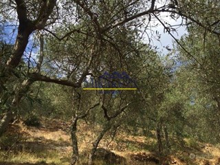 Terreno agricolo in Vendita a San Giuliano Terme, zona Asciano, 35'000€, 8640 m²