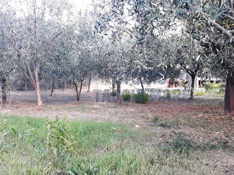 Terreno agricolo in Vendita a Taggia, 55'000€, 1200 m²