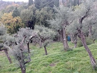 Terreno edificabile in Vendita a Fosdinovo, zona Caniparola, 99'000€, 2000 m²