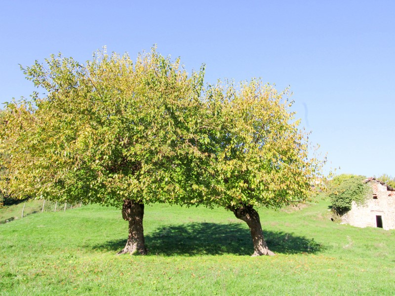 Casale in Vendita a Cerano d'Intelvi, 89'000€, 60 m²