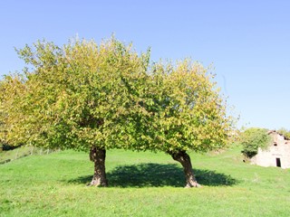 Casale in Vendita a Cerano d'Intelvi, 89'000€, 60 m²