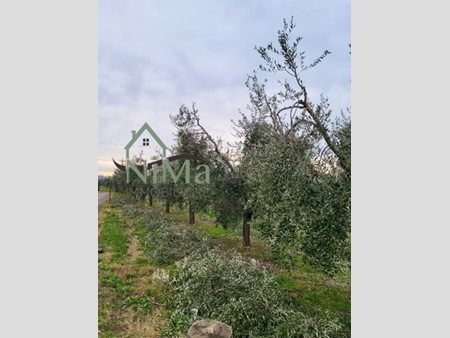 Terreno agricolo in Vendita a Bibbona, zona La California, 60'000€, 6000 m²