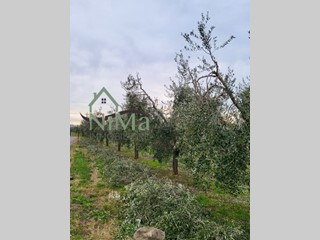 Terreno agricolo in Vendita a Bibbona, zona La California, 60'000€, 6000 m²