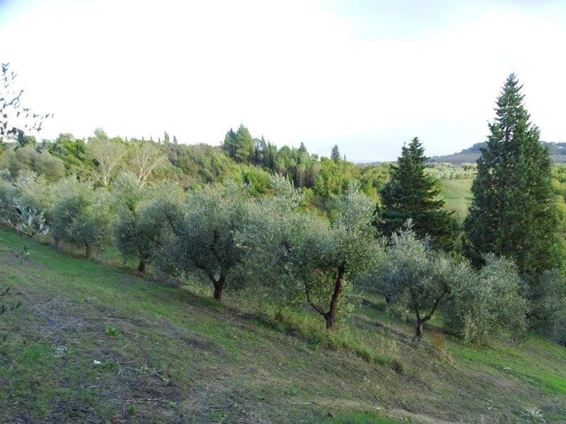 Terreno agricolo in Vendita a San Miniato, zona Calenzano, 30'000€, 15950 m²