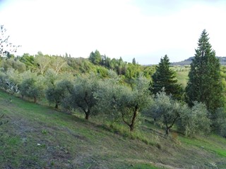 Terreno agricolo in Vendita a San Miniato, zona Calenzano, 30'000€, 15950 m²