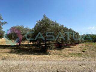 Terreno agricolo in Vendita a Silvi, 12'000€, 1621 m²