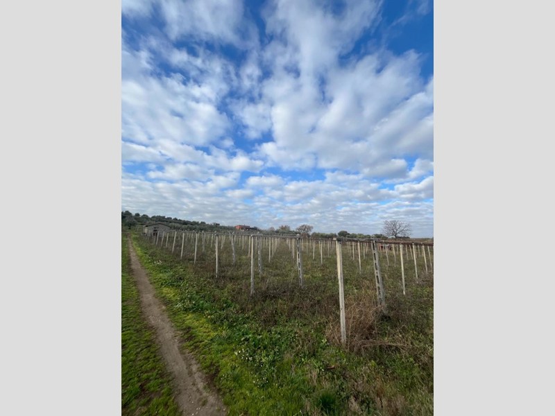 Terreno agricolo in Vendita a Frascati, 45'000&euro;, 4870 m²