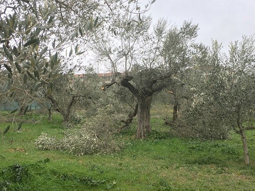 Terreno agricolo in Vendita a Canosa di Puglia, 99'999€, 35443 m²