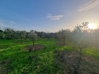 Terreno agricolo in Vendita a Santa Maria a Monte, zona Cerretti, 23'000€, 4730 m²