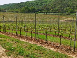 Terreno agricolo in Vendita a Magliano in Toscana, 1'200'000€, 188000 m²