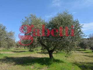 Terreno agricolo in Vendita a Montaquila, 33'000€, 650 m²