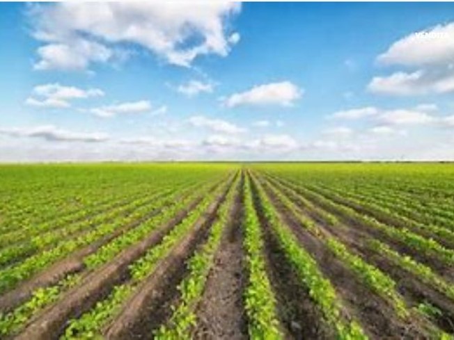 Terreno agricolo in Vendita a Cona, 39'000€, 8544 m²