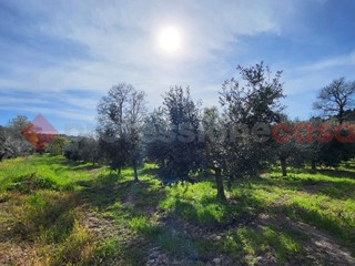 Terreno agricolo in Vendita a Bibbona, 98'000€, 18771 m²