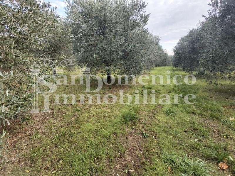 Terreno agricolo in Vendita a Collesalvetti, zona Vicarello, 95'000&euro;, 7190 m²