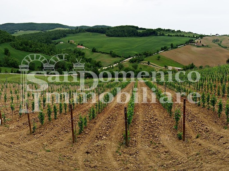 Terreno agricolo in Vendita a Bibbona, 600'000€, 50000 m²