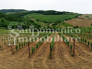 Terreno agricolo in Vendita a Bibbona, 600'000€, 50000 m²