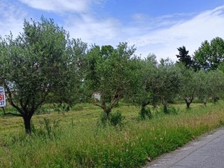 Terreno agricolo in Affitto a Cascina, zona San Giorgio, 250 m²