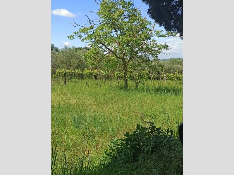 Terreno agricolo in Vendita a Capannoli, zona San Pietro In Belvedere, 75'000€, 25000 m²