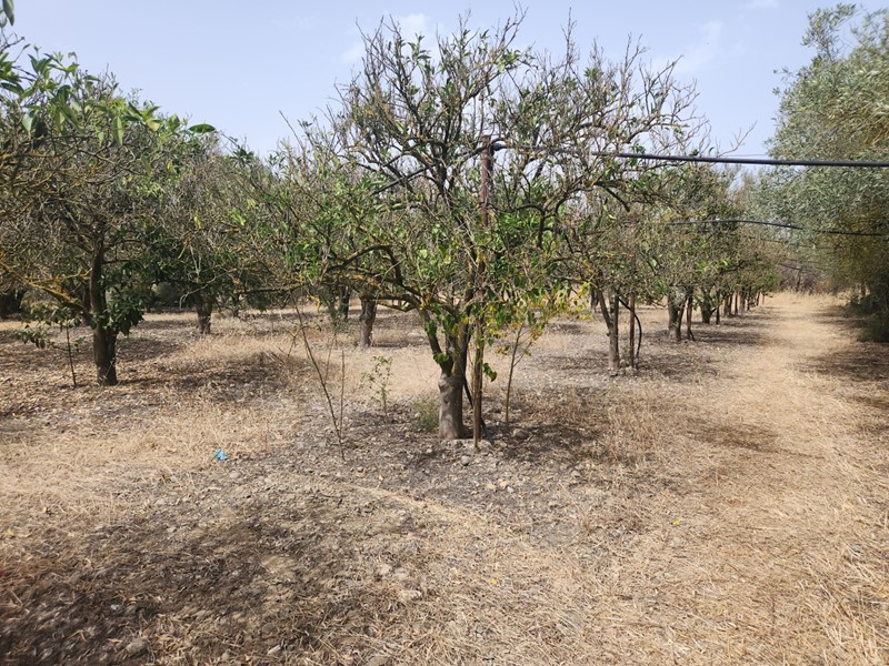 Terreno agricolo in Vendita a San Sperate, 12'000€, 4120 m²