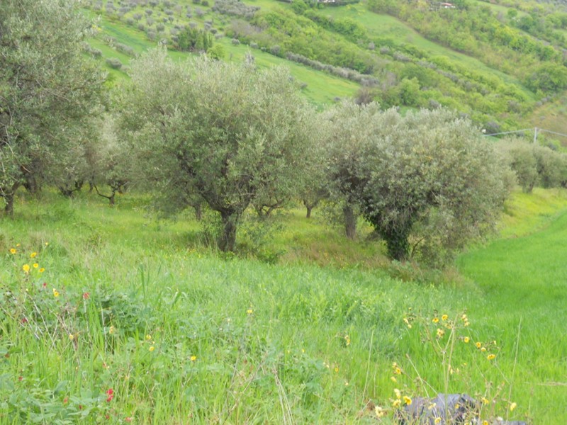 Terreno edificabile in Vendita a Colonnella, 90'000€, 14500 m²