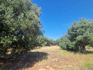 Terreno agricolo in Vendita a Monopoli, zona COLLINA, 230'000€, 98000 m²