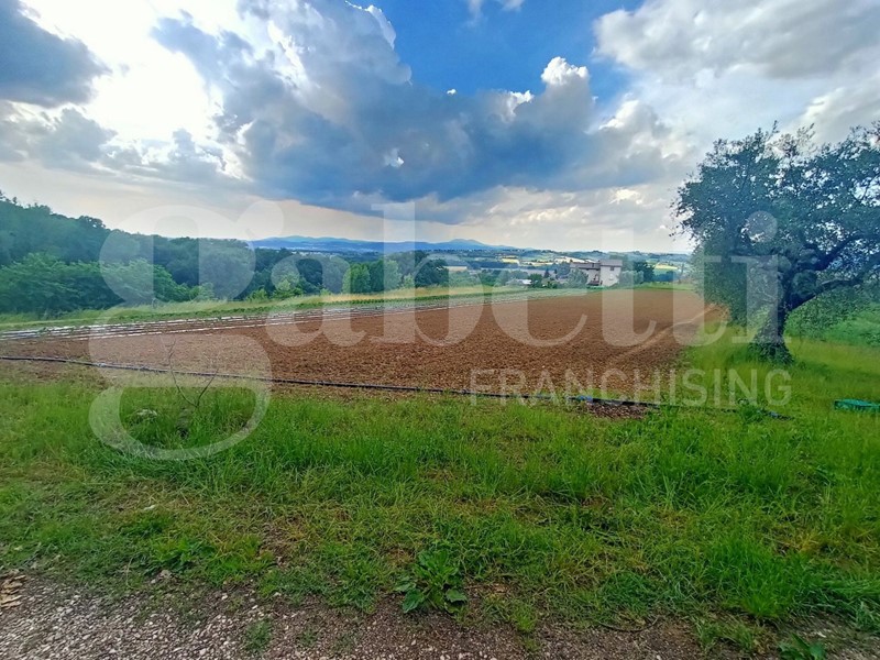 Terreno agricolo in Vendita a Torgiano, 69'000€, 50000 m²