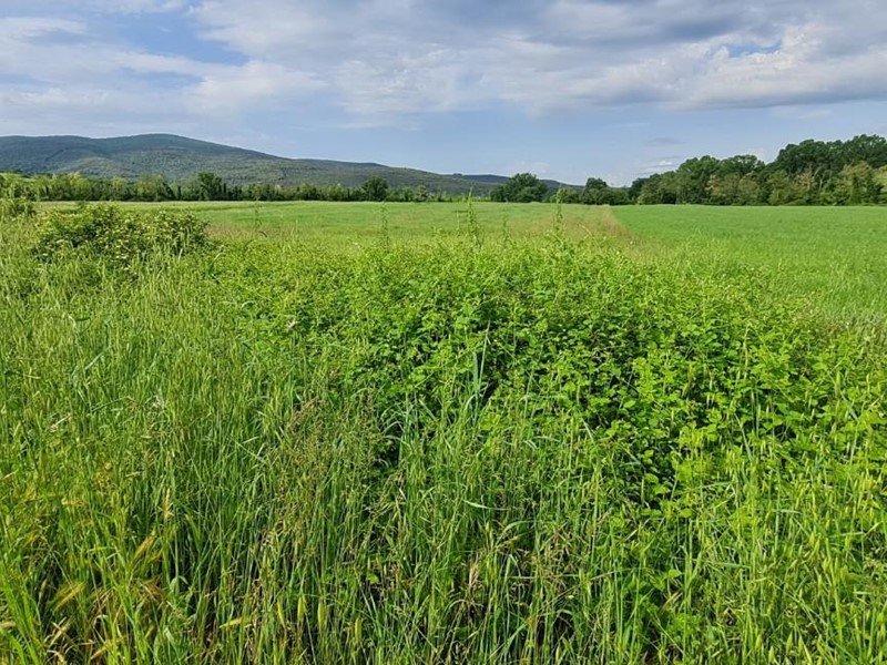 Terreno agricolo in Vendita a Monteriggioni, zona Castellina Scalo, 60'000€, 50000 m²