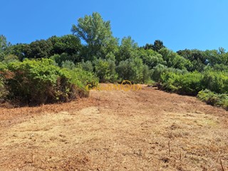 Terreno agricolo in Vendita a Fauglia, zona Acciaiolo, 30'000€, 8000 m²