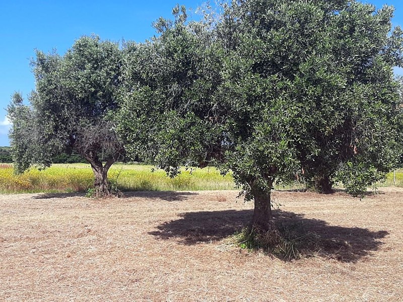 Terreno agricolo in Vendita a San Vincenzo, 59'000€, 3860 m²