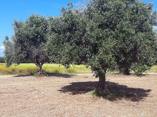 Terreno agricolo in Vendita a San Vincenzo, 59'000€, 3860 m²