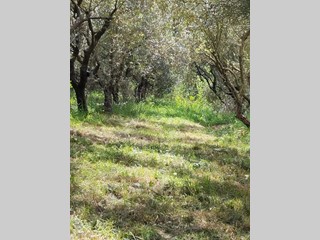 Terreno agricolo in Vendita a Cascina, 18'000€, 1260 m²