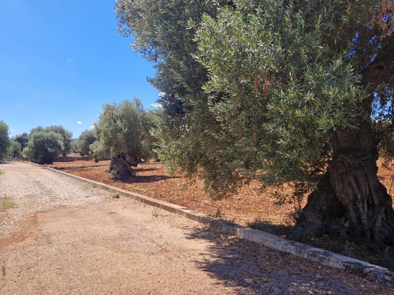 Terreno agricolo in Vendita a Monopoli, zona COLLINA, 100'000€, 13700 m²