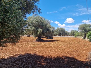 Terreno agricolo in Vendita a Monopoli, zona COLLINA, 100'000€, 13700 m²