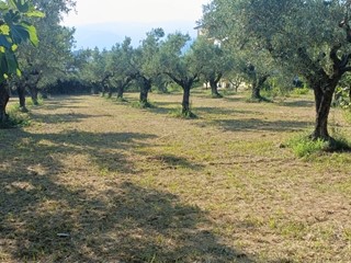 Terreno edificabile in Vendita a Lamezia Terme, 250'000€, 1900 m²
