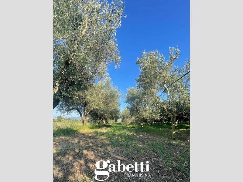 Terreno edificabile in Vendita a Vitulazio, 10000 m²