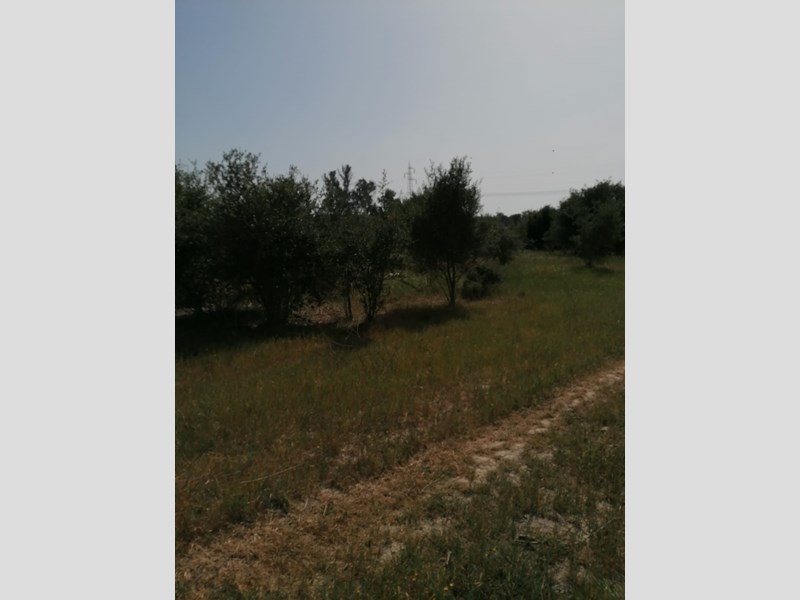 Terreno agricolo in Vendita a Elmas, zona Is Cabbois, 30'000€, 3111 m²