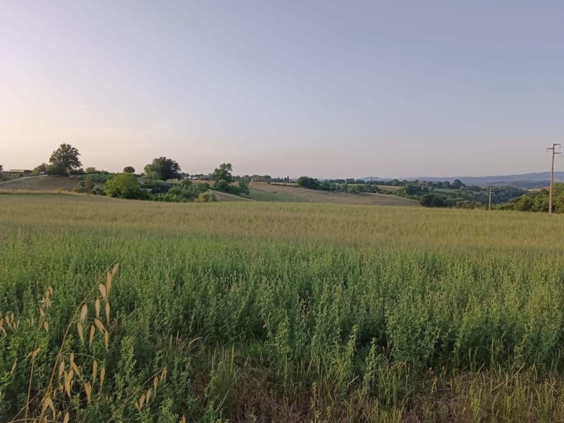 Terreno agricolo in Vendita a Colle di Val D'Elsa, 90'000&euro;, 10000 m²