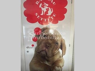 Attività commerciale in Vendita a Calcinaia, zona Fornacette, 35'000€, 80 m²